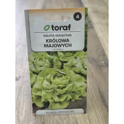 Sałata masłowa Królowa Majowych